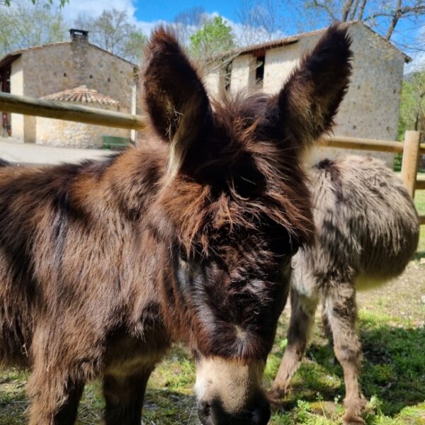 Anes des forges de Pyrène à Montgailhard en Ariège