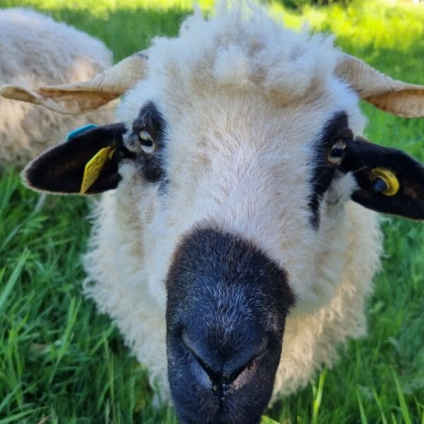 Moutons des forges de Pyrène à Montgailhard en Ariège
