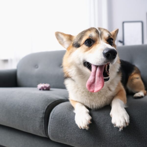 Chien de la Villa Kim Siscu à Sisco en Haute Corse