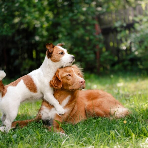 Chien au Camping Le Lieu à Saint-Jory-de-Chalais en Dordogne