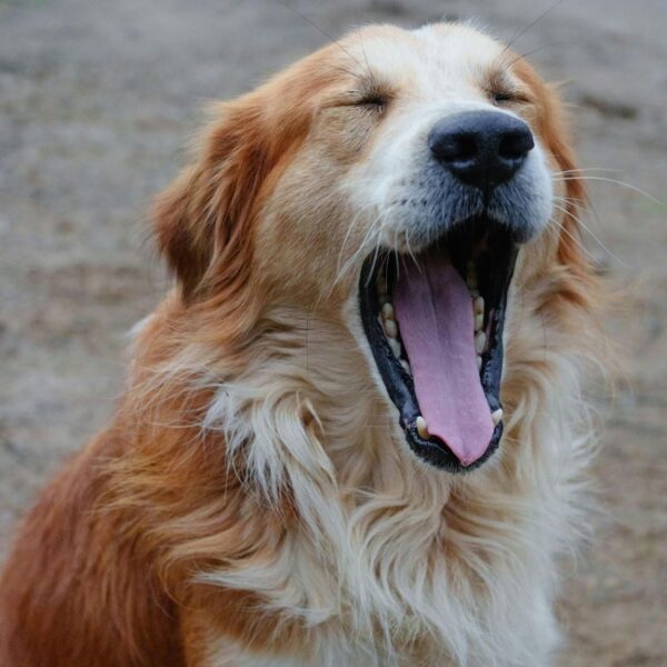 Chien au Camping Les Dinosaures à Talmont-Saint-Hilaire - Vendée
