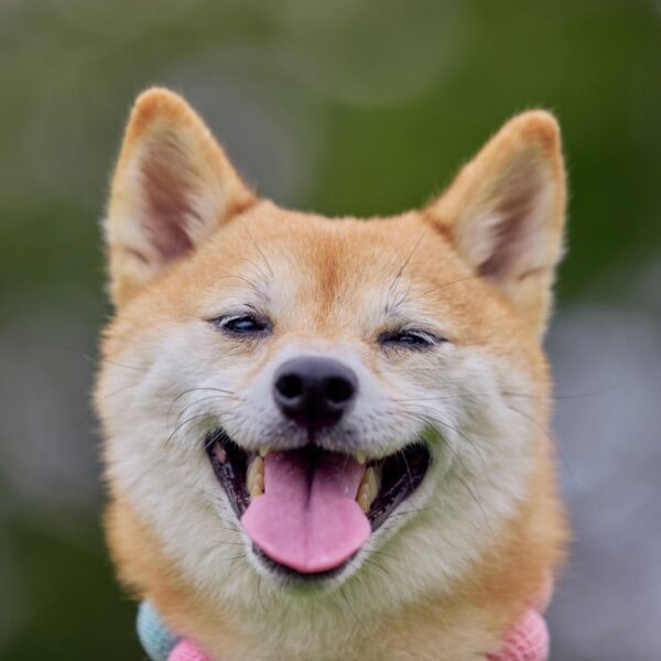 Chien au Camping le Moulin de Bidounet à Moissac dans le Tarn-et-Garonne