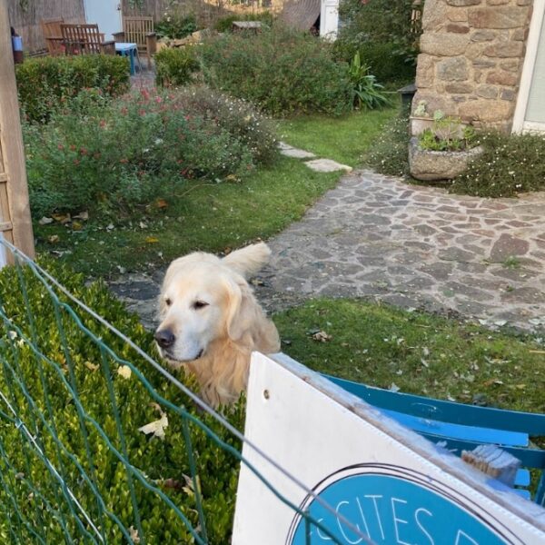 Chien au Gîte du Goleo à Plouha dans les Côtes d'Armor