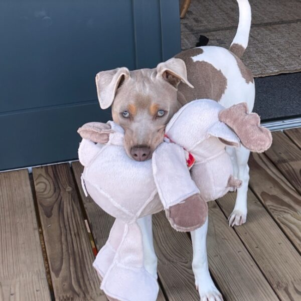 Chien au Gîte du Goleo à Plouha dans les Côtes d'Armor