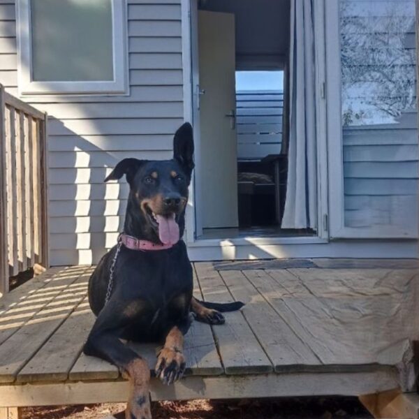 Chien devant le Mobil Home Entre Mer et Roseaux à Port la Nouvelle dans l'Aude