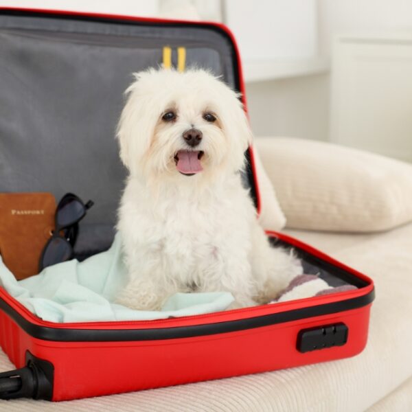 Appartement Le repos des Escargots