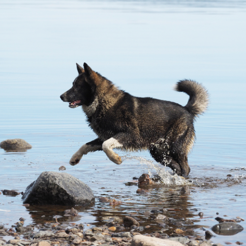 chien sur la plage grâce au Pass Wouafer's