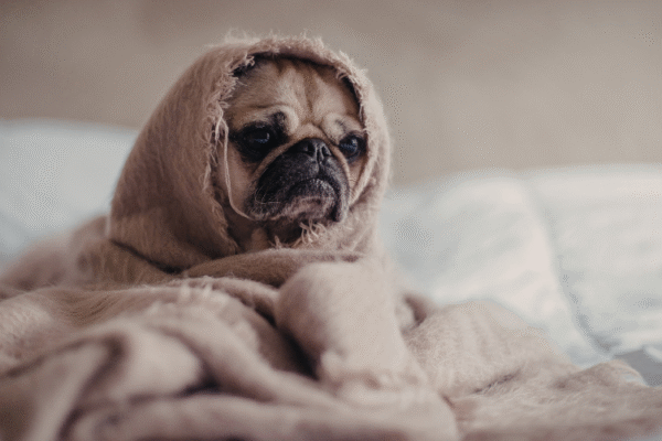 Chambres d’hôtes Orée du Bois en Sologne