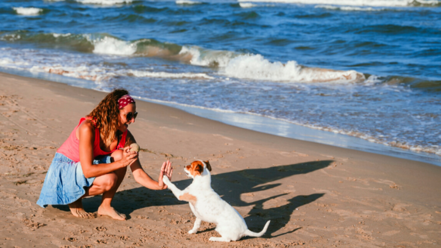 5 activités à faire à la mer avec son chien