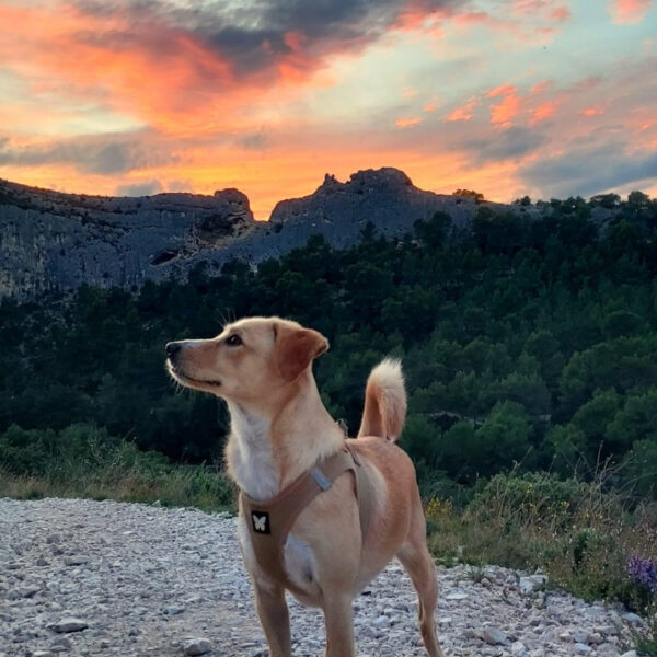 Vacances avec chien dans les Bouches-du-Rhône - Camping Pégomas à Saint-Rémy-de-Provence, dans les Alpilles
