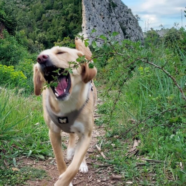 Camping avec chien acceptés dans les Alpilles - Camping Pégomas à Saint-Rémy-de-Provence, dans les Alpilles