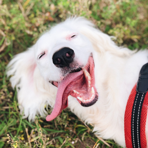 chien heureux d'avoir des réductions