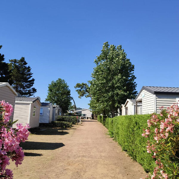 Allée du Camping Les Violettes, pins avec pièges à chenilles processionnaires - Camping les Violettes, à la Faute-sur-Mer, en Vendée, Pays-de-la-Loire