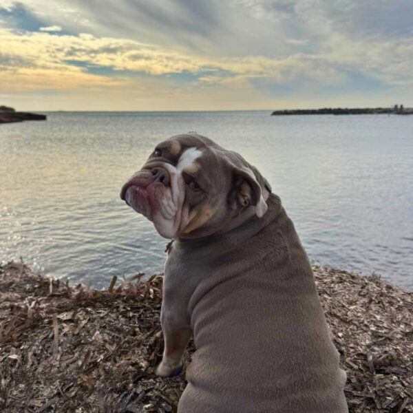 Vacances avec chien à Martigues au Camping les Tamaris, dans les Bouches-du-Rhône, près de Marseille
