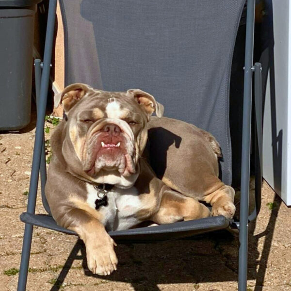 Camping chien accepté Bouche-du-Rhône - Camping les Tamaris, à Martigues, près de Marseille et d'Aix-en-Provence