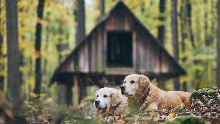 deux chiens devant une cabane dans les arbres labellisée QUALIDOG sur Campings.com