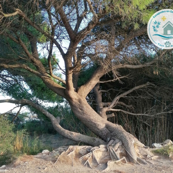 Réserve naturelle Ste Lucie, près du Mobil-home Entre Mer et Roseaux, hébergement dogfriendly, à Port-la-Nouvelle, dans l'Aude