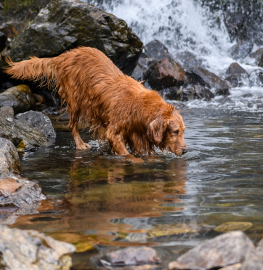 Chien à cascade de Rûnes, dans les Cévennes, où les chiens sont acceptés