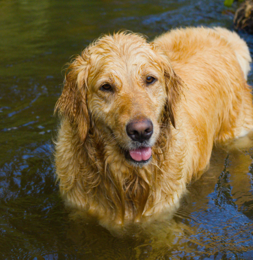 Chien dans coin baignade en Mayenne, où les animaux sont les bienvenus dans le Pays de la Loire