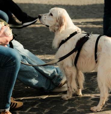 Chien dans village du Tarn-et-Garonne où les animaux sont les bienvenus, en Occitanie