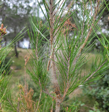 Nid chenilles processionnaires