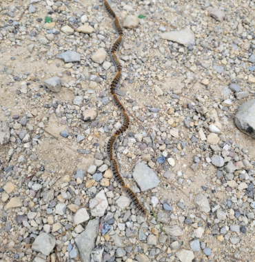 Procession de chenilles processionnaires