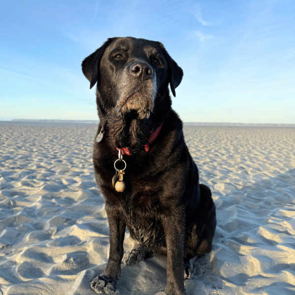 Vacances avec chien en Bretagne au camping Domaine du Morbihan, à Ambon