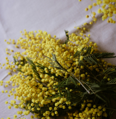 Mimosas à Bormes-les_Mimosas où les chiens sont les bienvenus, dans le Var, en Provence-Alpes-Côte d'Azur