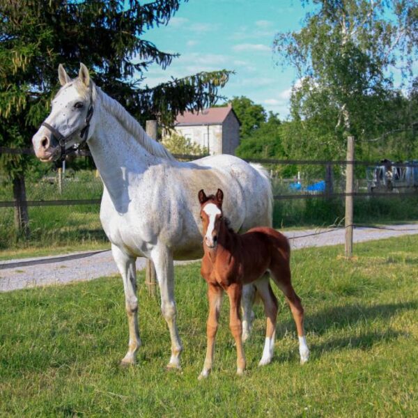 Jument et son poulain au camping éco-ferme Aux Sabots de Vent dans les Ardennes (08)