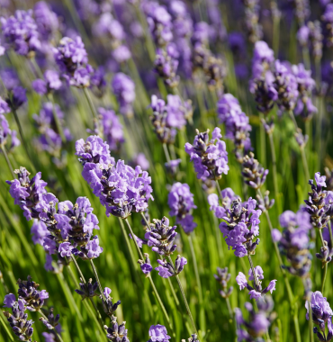Lavande à Dingles-les-Bains où les chiens sont les bienvenus, dans les Alpes-de-Haute-Provence, en Provence-Alpes-Côte d'Azur