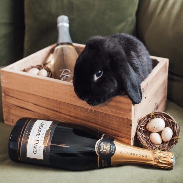 Dégustation au Tasting Bar - bar à champagne dogfriendly à Châtillon-sur-Marne (51) près de Reims