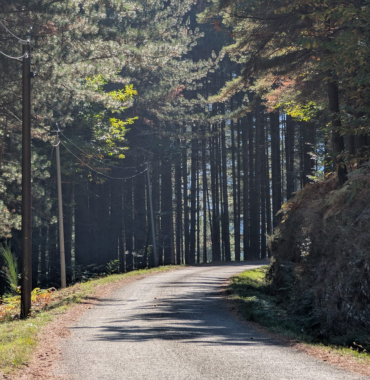 Bois de Saint-Alban, dans les Cévennes où les chiens sont acceptés