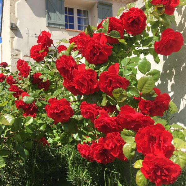 Extérieur fleuri du Domaine Le Bois des Dames en Drôme provençale
