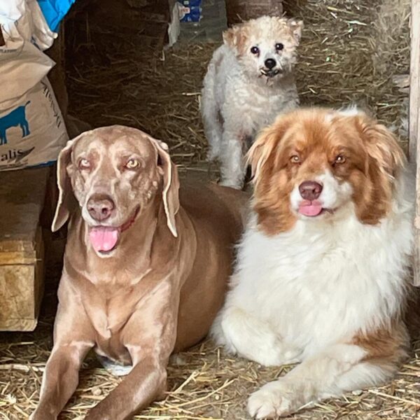 Chiens du Etang du camping éco-ferme équestre Aux Sabots de Vent dans les Ardennes (08)