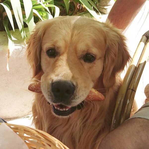 Chien mascotte Joe au Domaine Le Bois des Dames en Drôme provençale