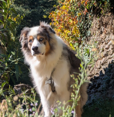 Chien à Baousse Del Biel, dans les Cévennes, où les chiens sont acceptés