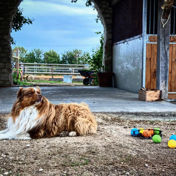Le chien du Clos Bellevue à Mortagne-sur-Gironde en Charente Maritime