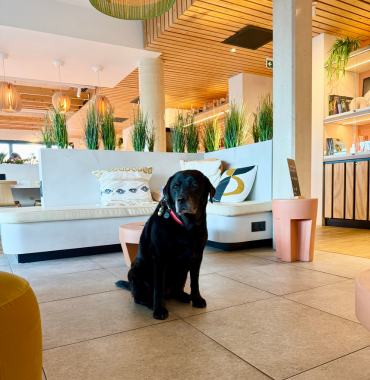 chien noir dans hôtel ibis montauban dans le Tarn-et-Garonne