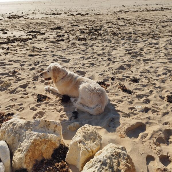 Camping Les Salins de la Gardiole