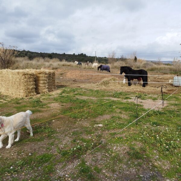 Camping Les Salins de la Gardiole
