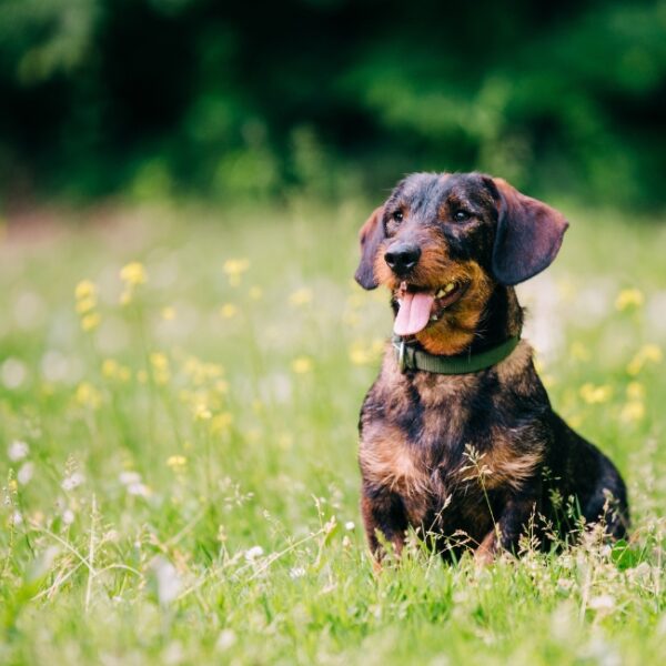 Chien du Camping d'Olzo à Saint-Florent en Haute-Corse