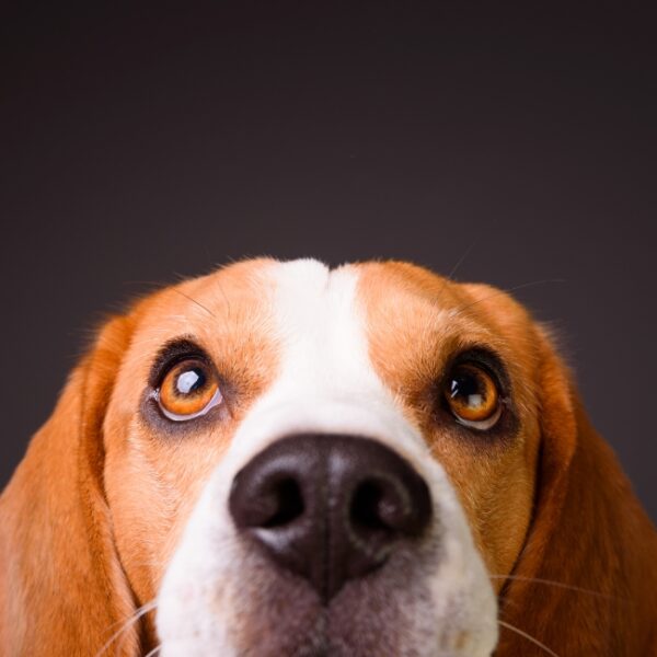 Chien à l' Ibis Budget à Pontault-Combault en Seine et Marne