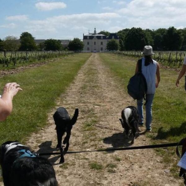 Apéro Toutous du Château de l'Aulée à Azay-Le-Rideau en Indre-et-Loire