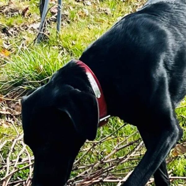 Chien du Château de l'Aulée à Azay-Le-Rideau en Indre-et-Loire