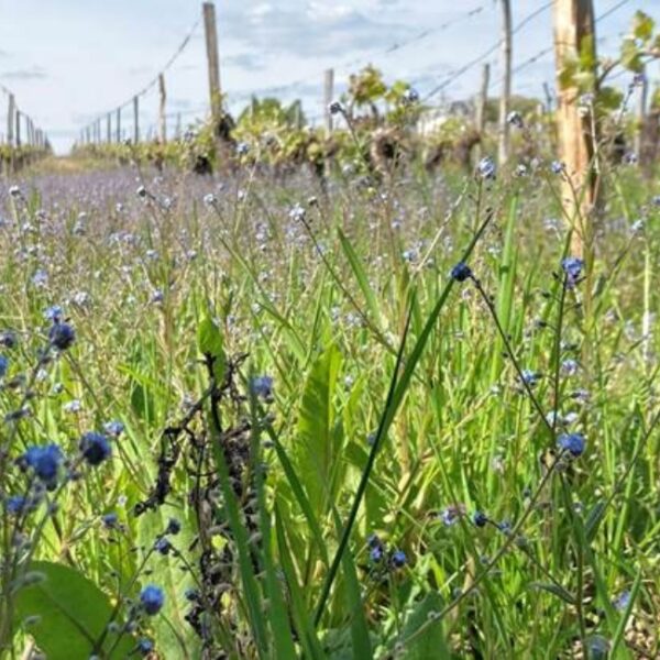 Champs du Château de l'Aulée à Azay-Le-Rideau en Indre-et-Loire