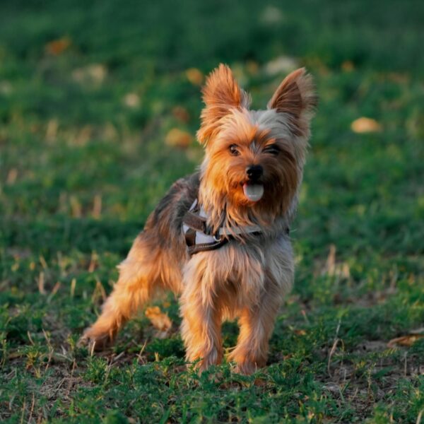 Chien au Gîte Maison Tourangelle Vauvray en Indre-et-Loire