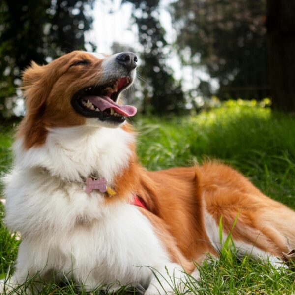 Chien au Gîte le Havre de Paix à Noizay en Indre-et-Loire