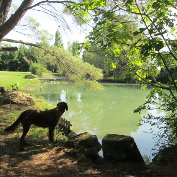 Chien au bord du lac proche des Gîtes du Lac Arles dans les Bouches du Rhône