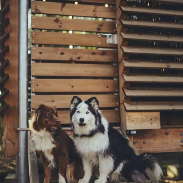 Chien aux lodges Madame Imagine Lodges & SPA à Epinal dans les Vosges
