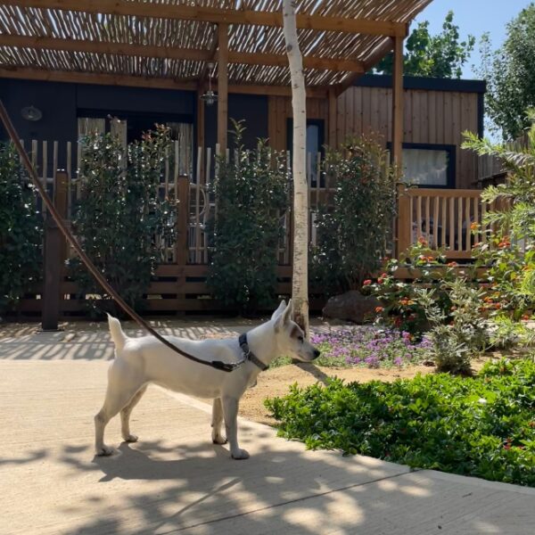 Camping avec chiens acceptés dans l'Hérault - Campings Les Méditerranées, à Marseillan, en Occitanie